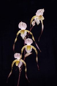 Paphiopedilum Krull's Magic Touch Sunset Valley Orchids HCC/AOS 79 pts.